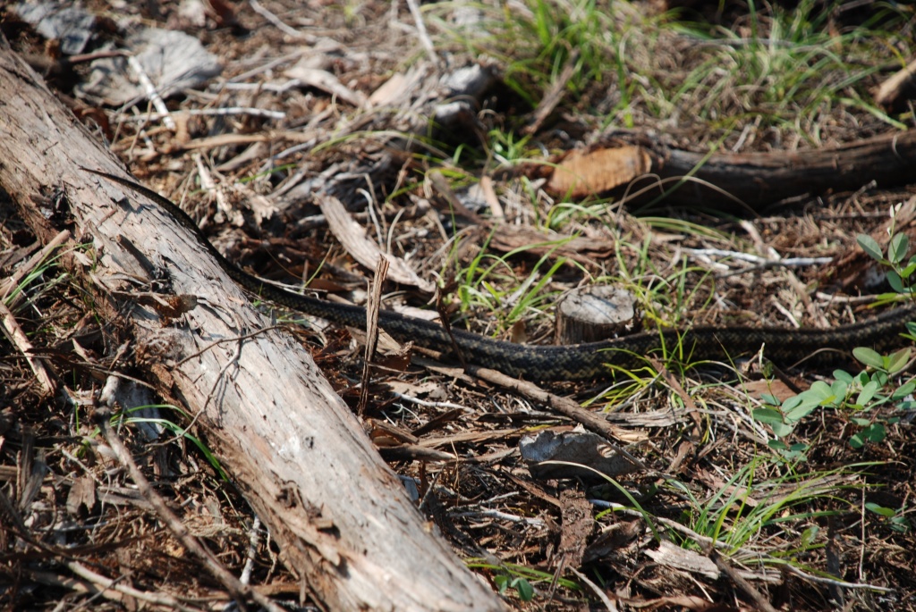 2009-05-31-06-Snake.jpg